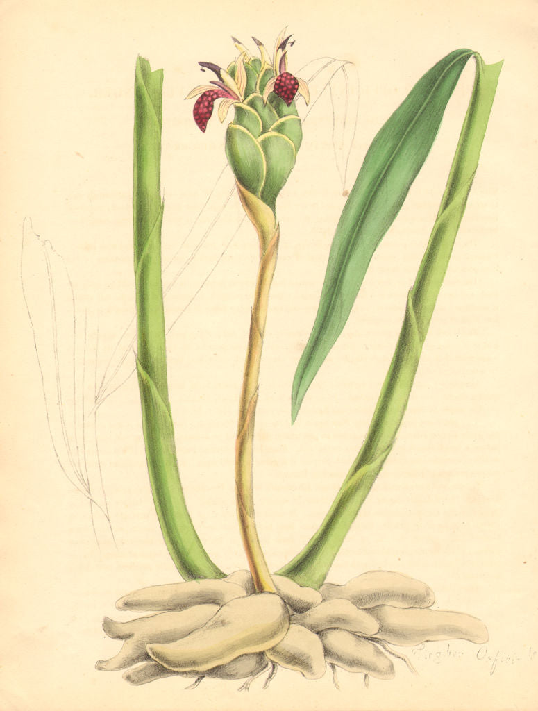 PLANTAE UTILIORES. Officinal Ginger(Zingiber officinale)Hand colour.BURNETT 1842